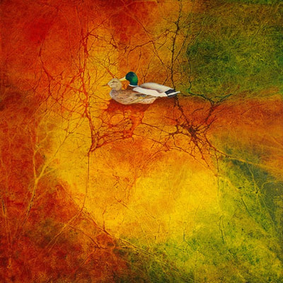 Abstract mallard duck painting
